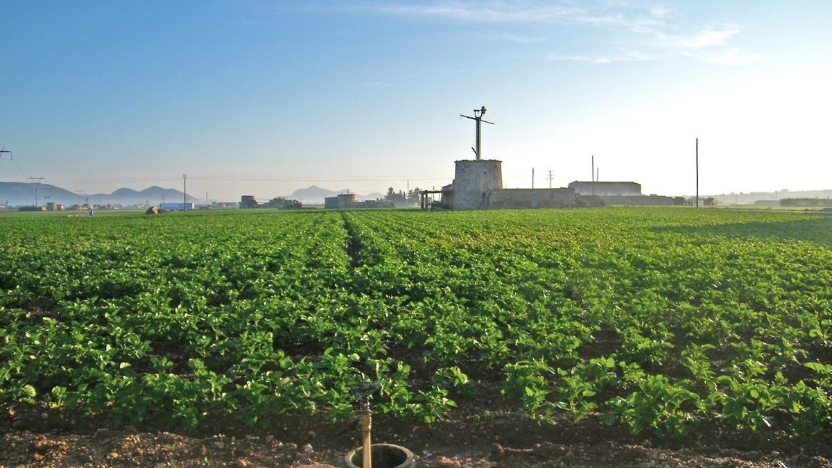 Campos sembrados de patata en sa Pobla
