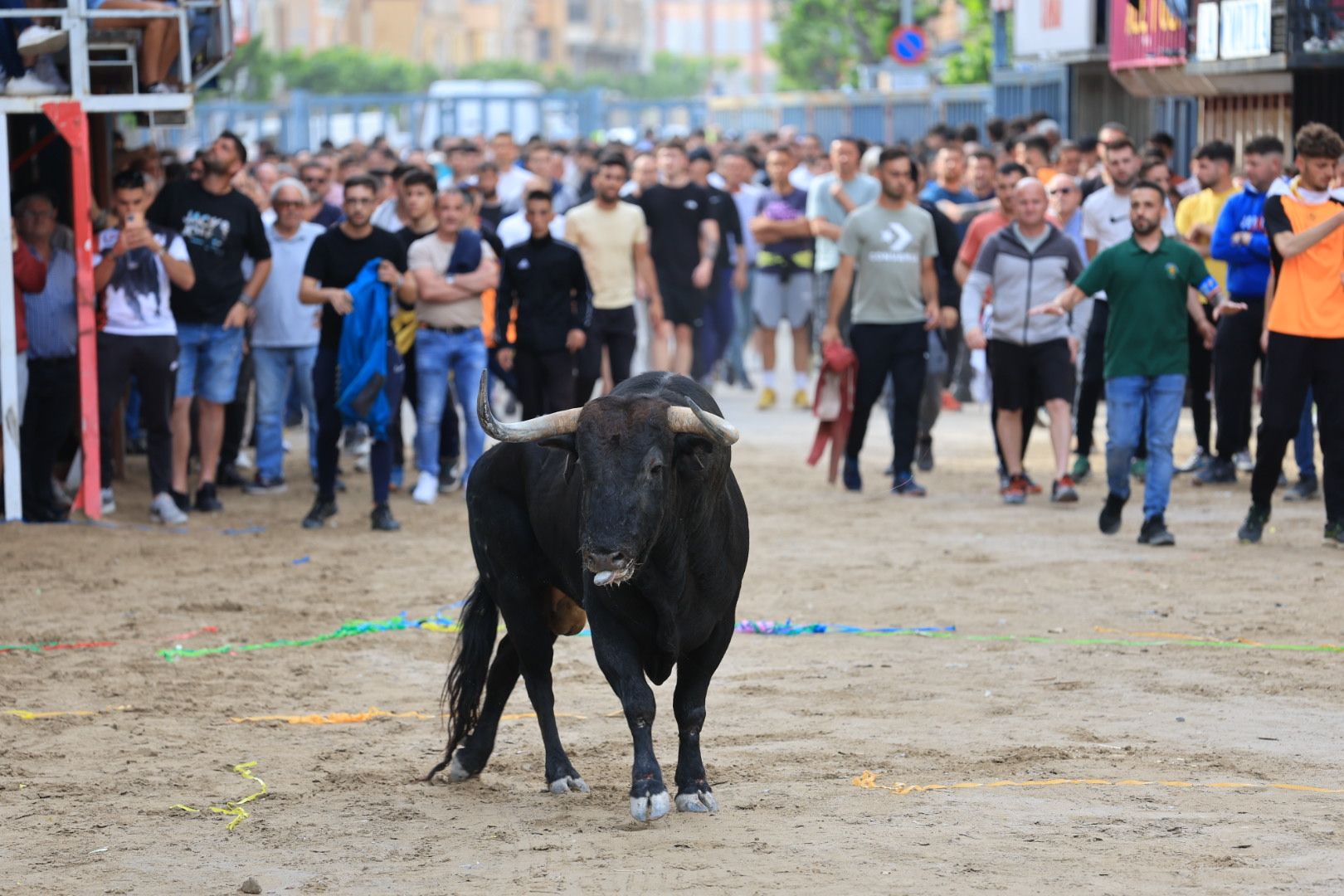 Fotos de la tarde taurina del jueves de las fiestas de Sant Pasqual en Vila-real