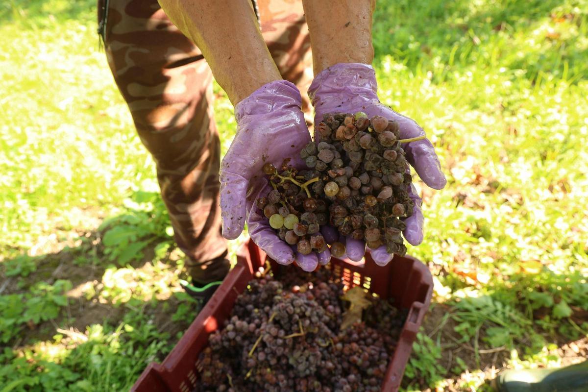 Las uvas recogidas ayer.