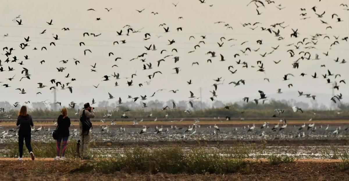 Isla Mayor se convierte en la capital de la fotografía de naturaleza.