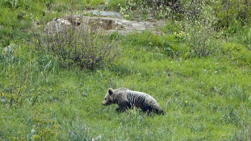 Francia libera otro oso en los Pirineos