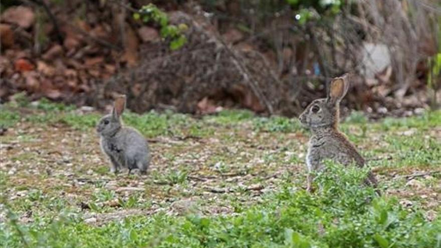 Zuera reactiva la caza de conejos para evitar daños en los cultivos