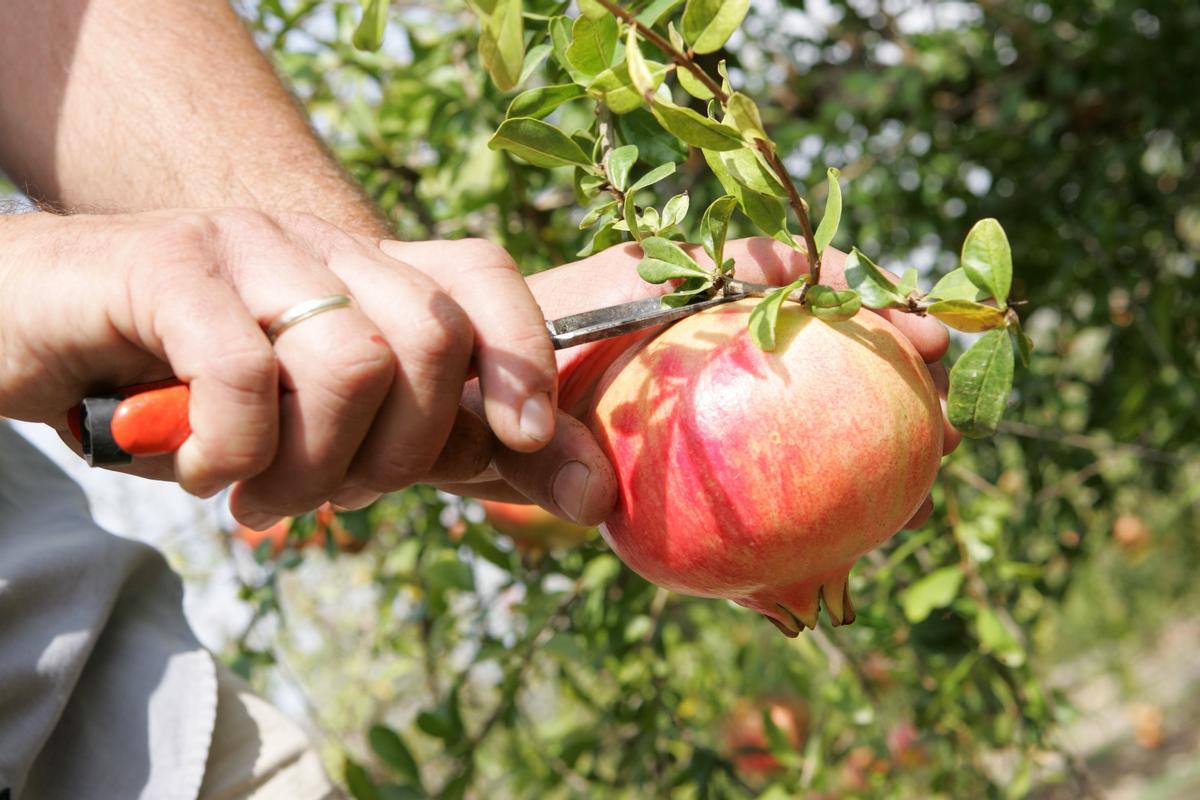 Corte de una granada mollar