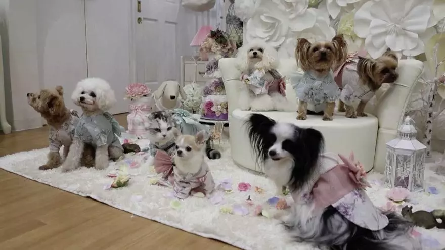 Las altas temperaturas nos obligan a buscar soluciones para nuestras mascotas y en Japón han encontrado la llave