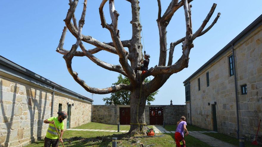 Labores de conservación en los jardines del pazo de Quintáns. |  FDV