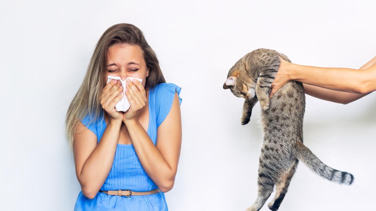 Alergia a los gatos: Desmontamos el mito de que el pelo del gato es el causante de los picores, sarpullidos, estornudos o tos