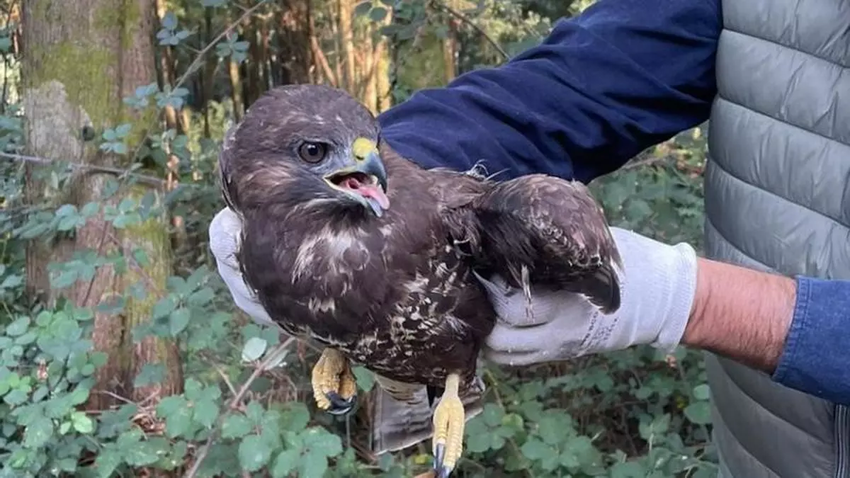 Rescatan a un águila ratonera herida en Chapela