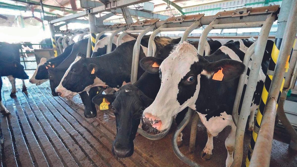 Explotación de vacuno de leche en la comarca de Los Pedroches.
