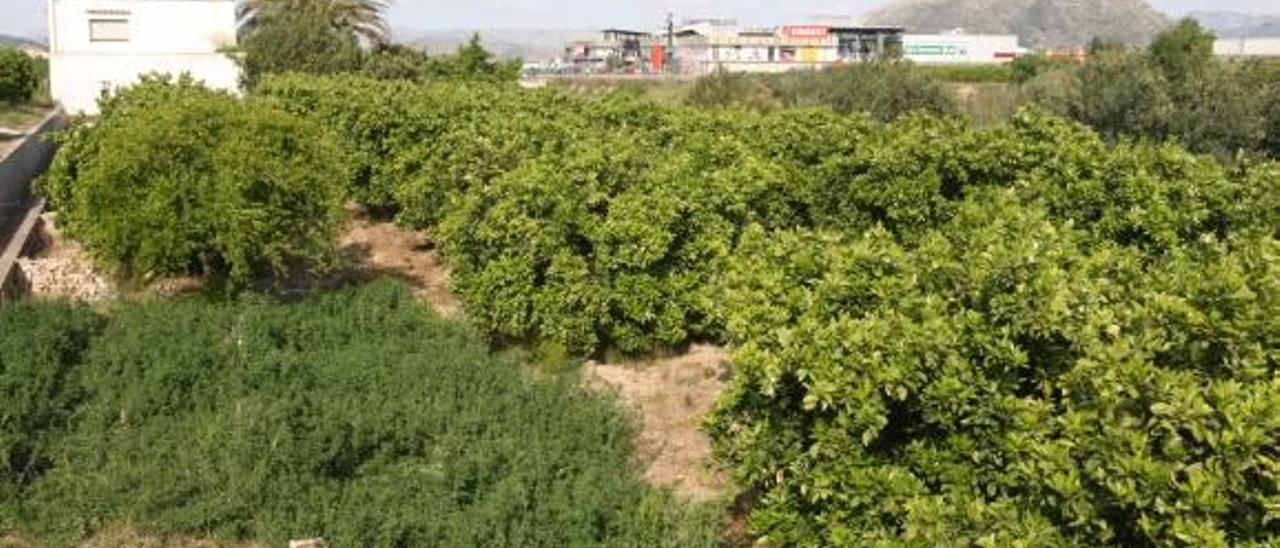 Xàtiva desprograma 37,5 hectáreas del sector Cànyoles y prepara la reversión del PAI Albaida
