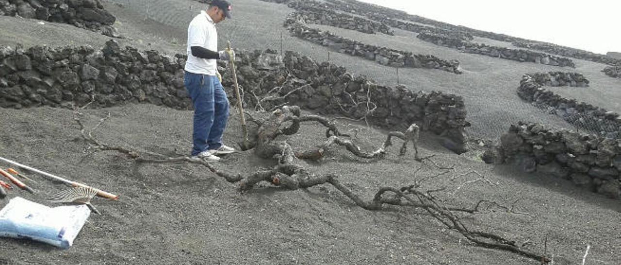 Alberto Perdomo, de 30 años, en una de las fincas de Lanzarote donde se dedica a la recuperación de las viñas.