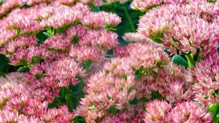 Hay una alternativa a los cactus: la planta que resiste el calor, necesita poca agua y se llena de flores rosas