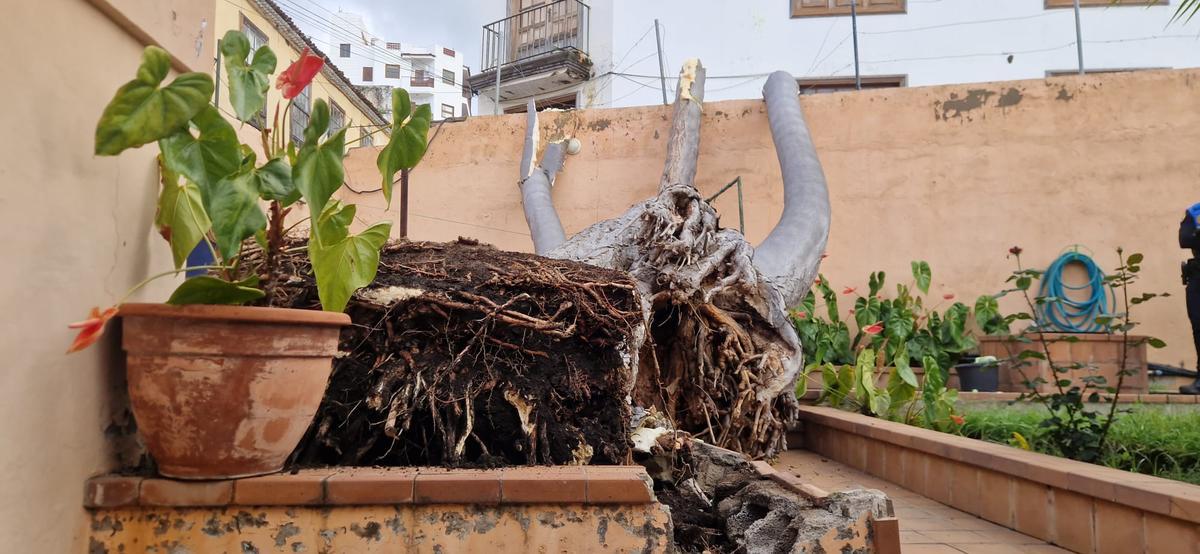 Segundo drago que se desploma en Tenerife en 24 horas, este en Icod de Los Vinos.