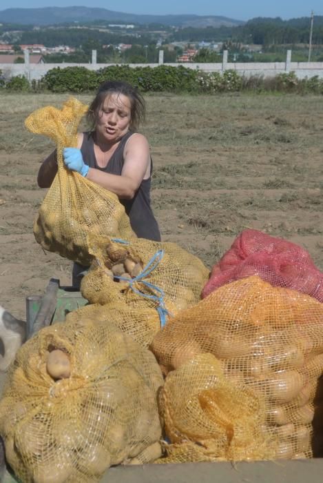 Meis recoge sus patatas solidarias