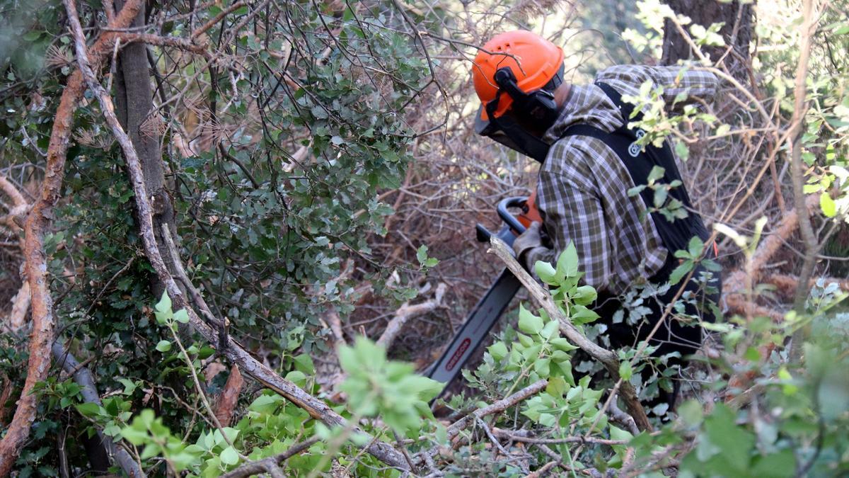Un operari amb una motoserra talant un pi mort durant l'última sequera