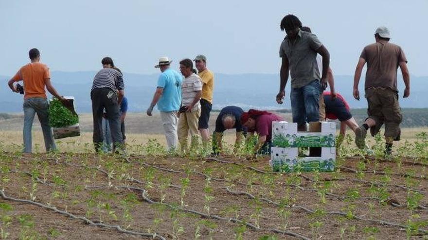 Jornaleros trabajando en las tierras de la Finca Somonte. Imagen de archivo.