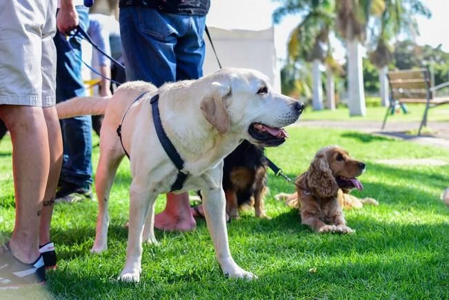 10/12/2016 MASPALOMAS. Feria de Mascotas Maspalomas 2016.Foto: SABRINA CEBALLOS