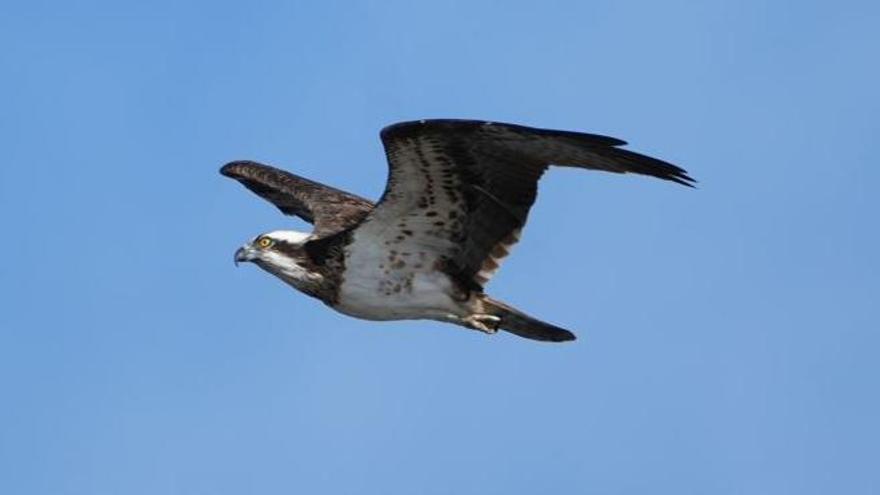 Águila pescadora avistada este enero en Quartell.