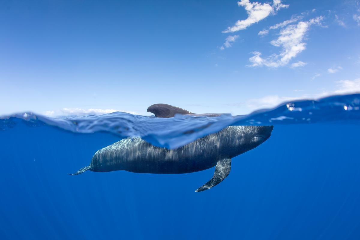 La conservación del mar se ha convertido en una prioridad en la isla de Tenerife