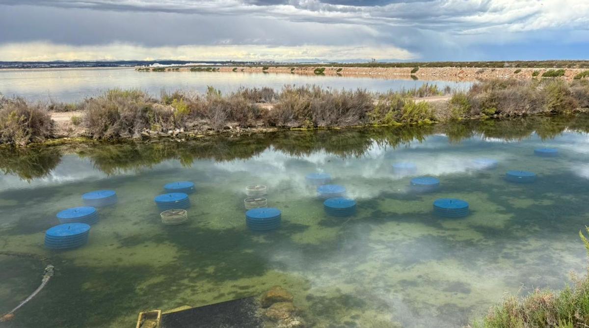 BIVALBOS. El estudio sobre la importancia de las ostras para 
la recuperación del Mar Menor será exportable a cualquier otra masa de agua.