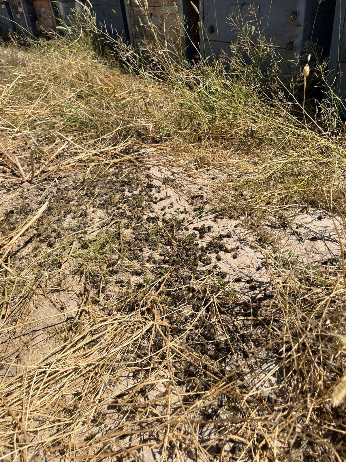 Abejas muertas en la finca del apicultor Álvaro Pérez en Alhama de Murcia