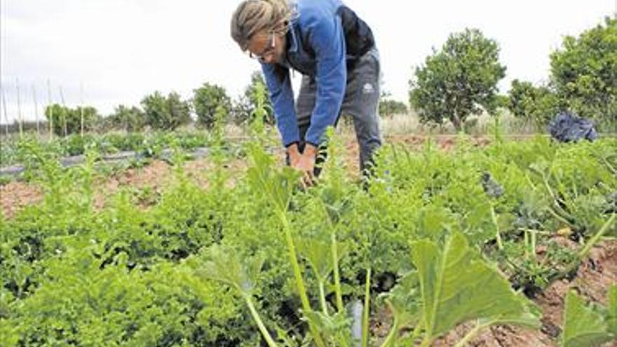 La agricultura ecológica no arranca en la provincia y pierde superficie