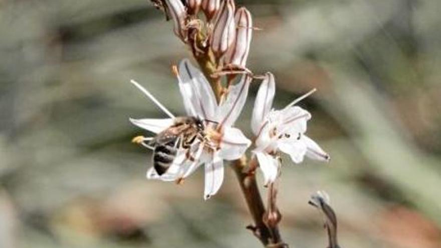 Feuchtgebiet S&#039;Albufera auf Mallorca schützt Bienen und Wespen