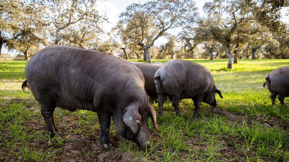 La aplicación del trabajo permitirá ofrecer más garantías sobre el origen y raza del cerdo del que procede el jamón.