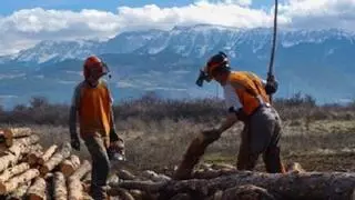 Com es manté viu un bosc? La Cerdanya posa a debat la gestió forestal sostenible