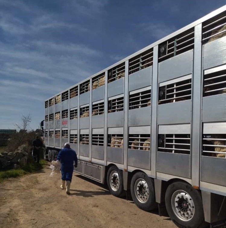 El camión carga con las ovejas camino del matadero