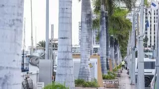 Adiós a las palmeras de la acera del Muelle Deportivo del Puerto de Las Palmas