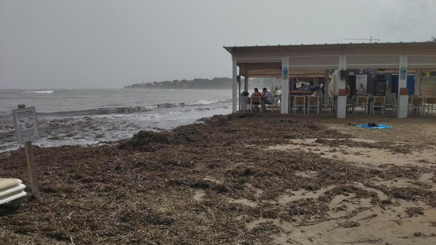 Las playas de Dénia tendrán seis chiringuitos: en els Molins, les Bovetes, les Marines, la Marineta Cassiana y dos en la Punta del Raset