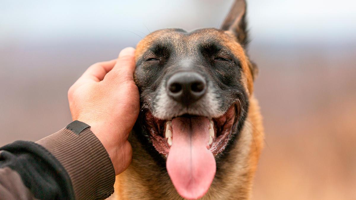 La palabra que casi nadie sabe y que sirve para llamar al perro y para ahuyentarlo