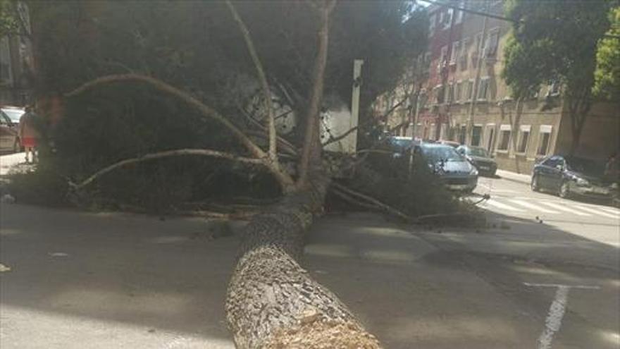 El fuerte viento provoca la caída de varios árboles