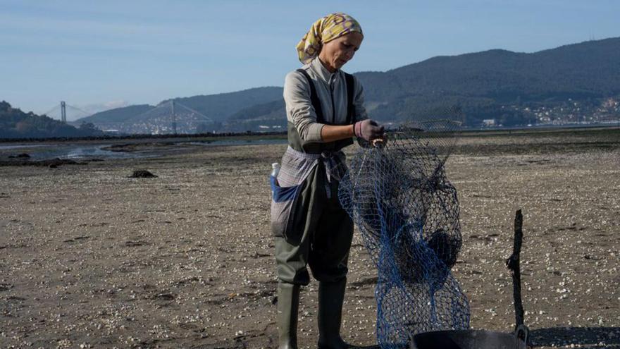 Las mariscadoras de Redondela denuncian que una “banda organizada” de furtivos esquilma los cultivos