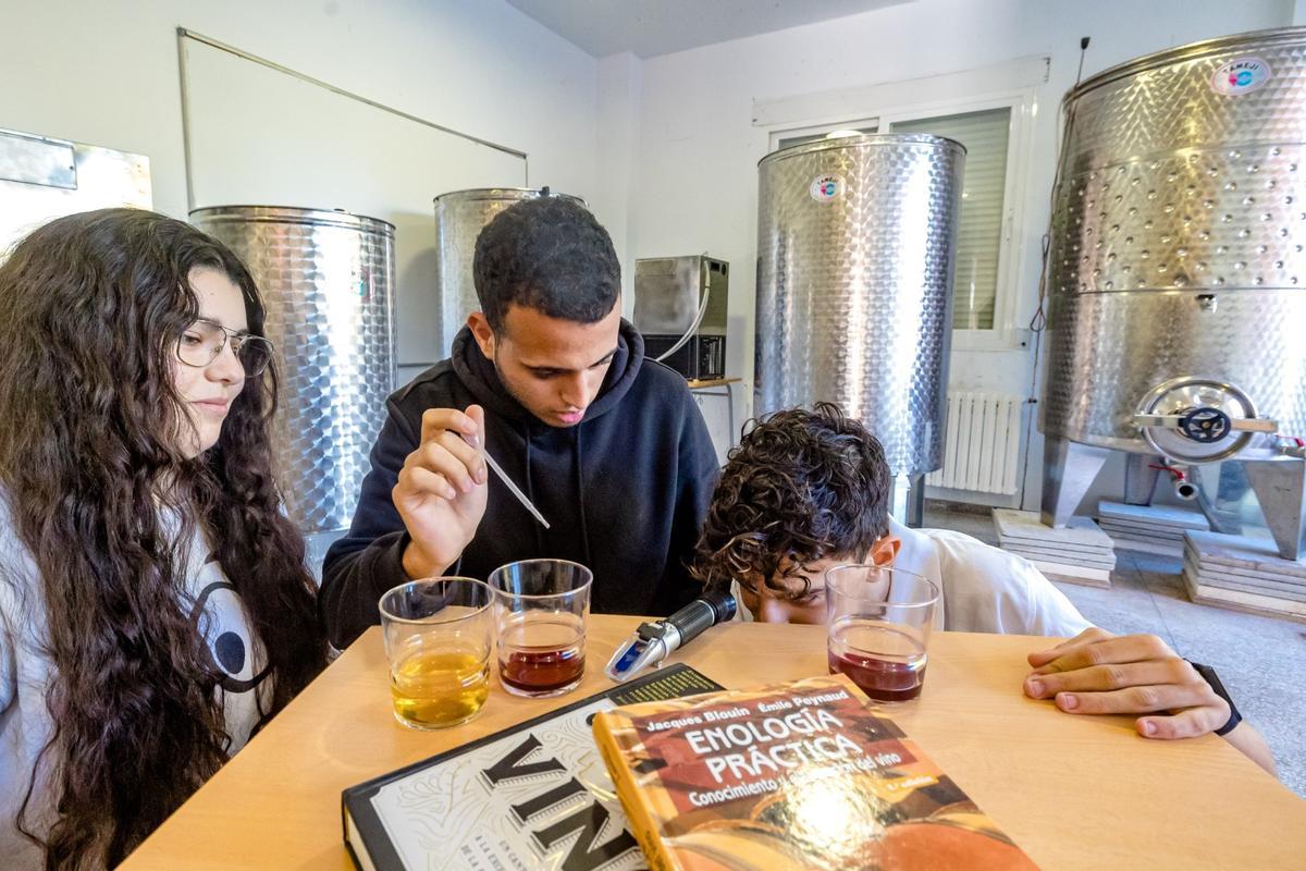 Alumnos del ciclo Aceites de oliva y Vinos de Teulada miden el azúcar de distintos caldos que están aprendiendo a elaborar.