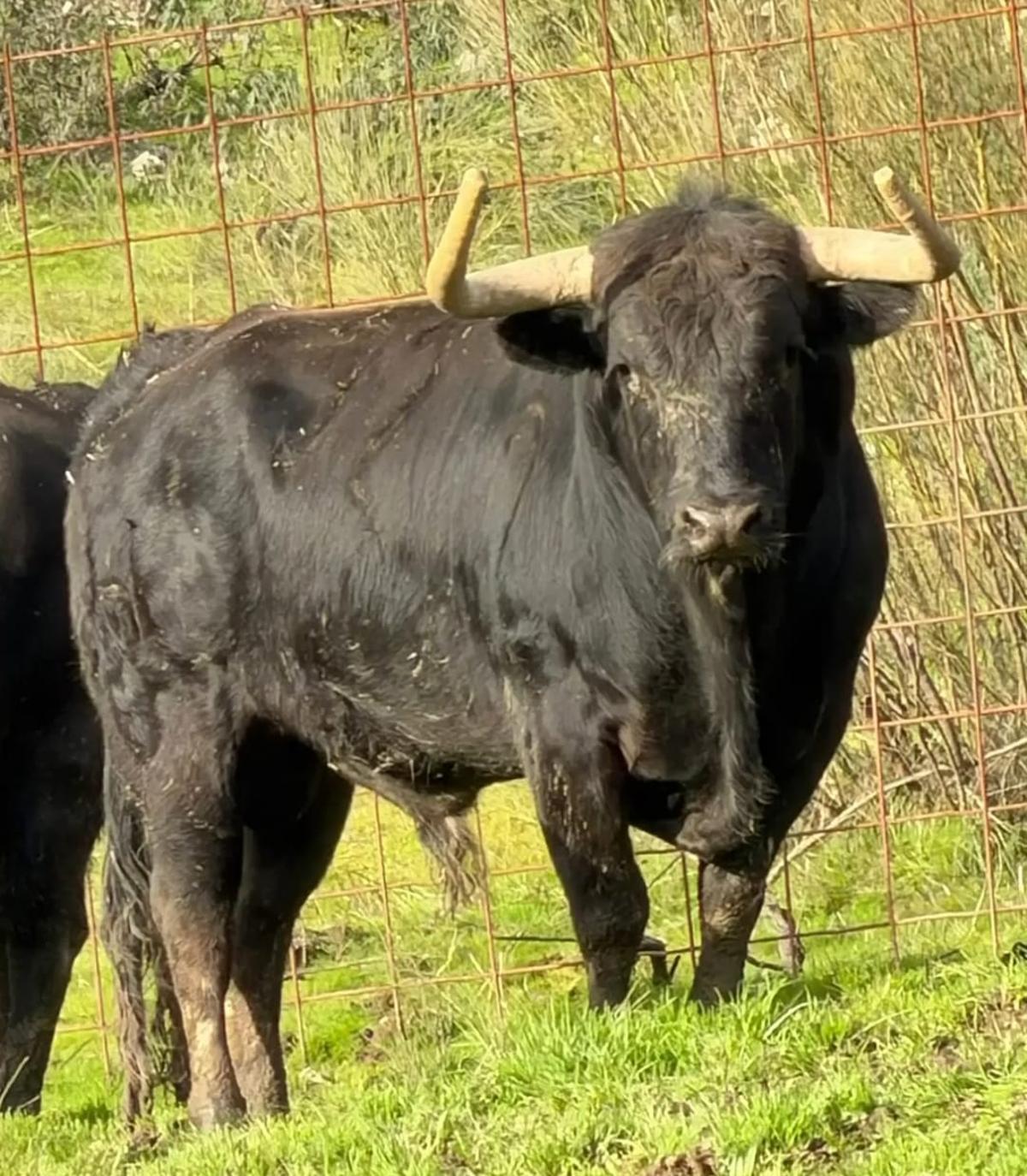 Los seis toros del encierro de Santa Quitèria en Almassora, uno a uno