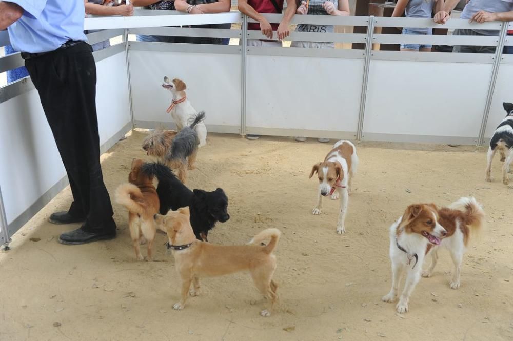 Muestra de mascotas en La Fama