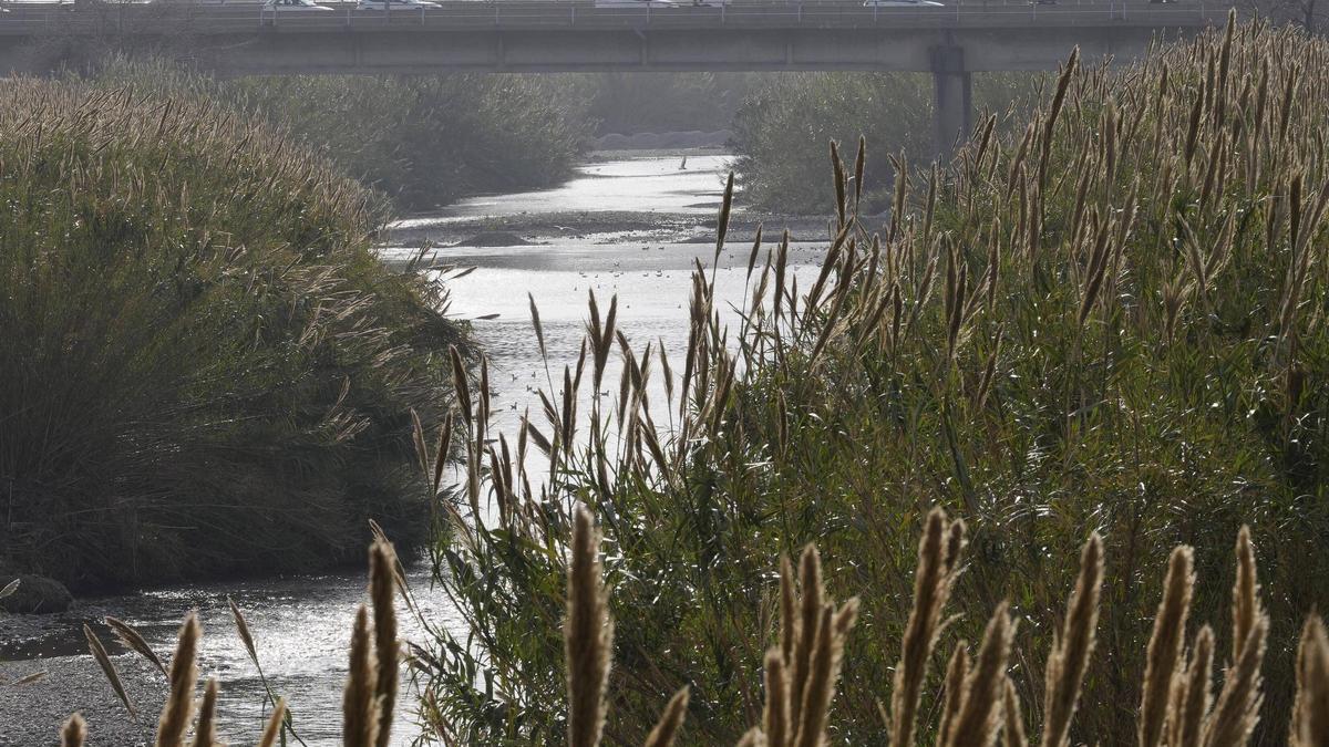 Acumulación de cañas en el tramo final del río Besòs.