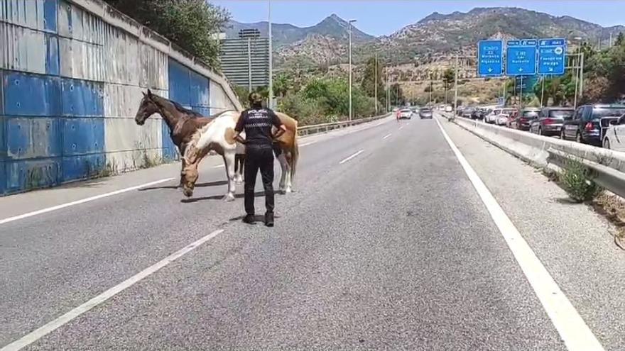 Dos caballos desbocados obligan a cortar la A-7 en Marbella.
