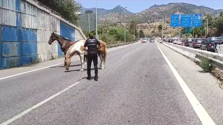 Caballos desbocados en la A-7 a la altura de Marbella