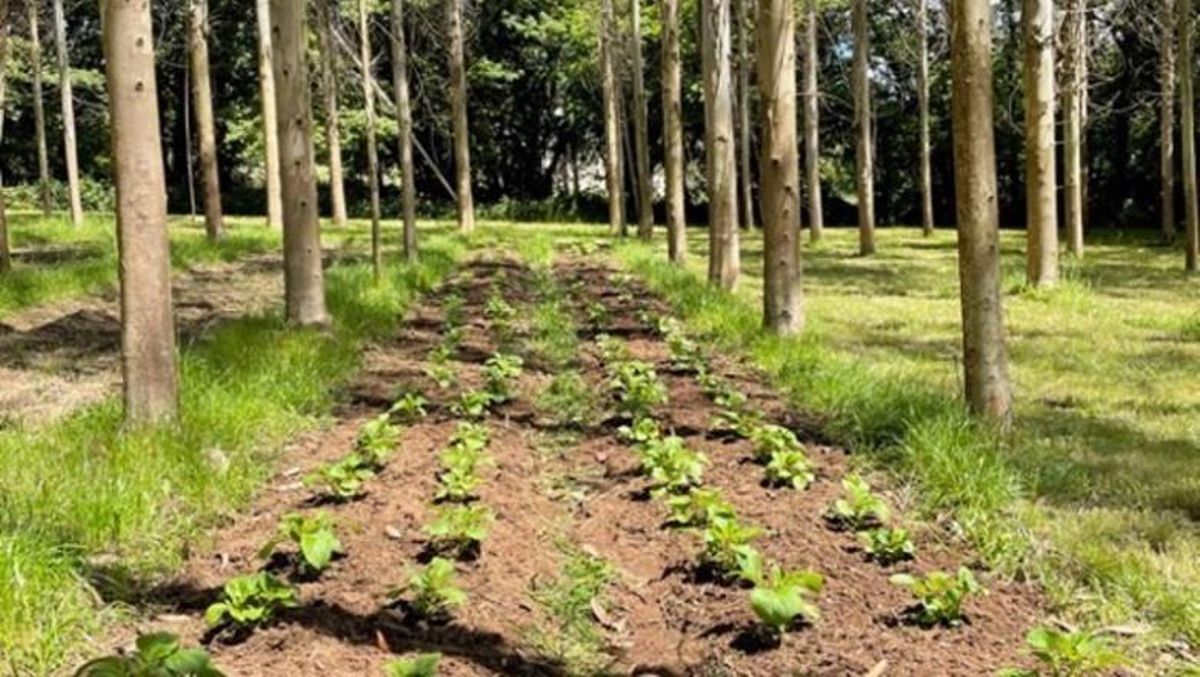 Patatas sembradas en la zona