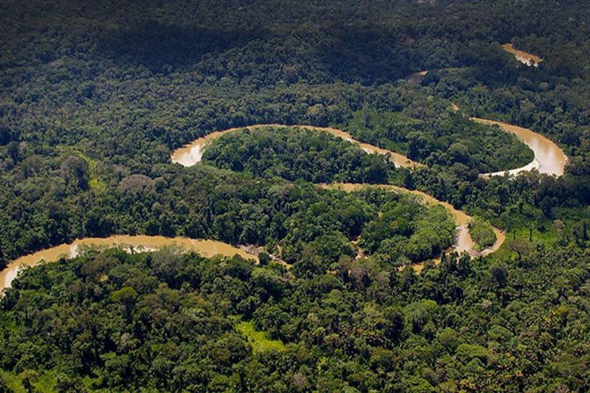 La Amazonía, un lugar donde reforestar es viable