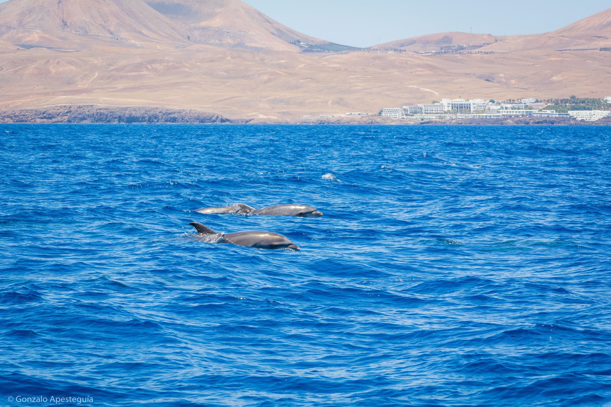 Cetáceos y catamarán 100% eléctrico en Lanzarote