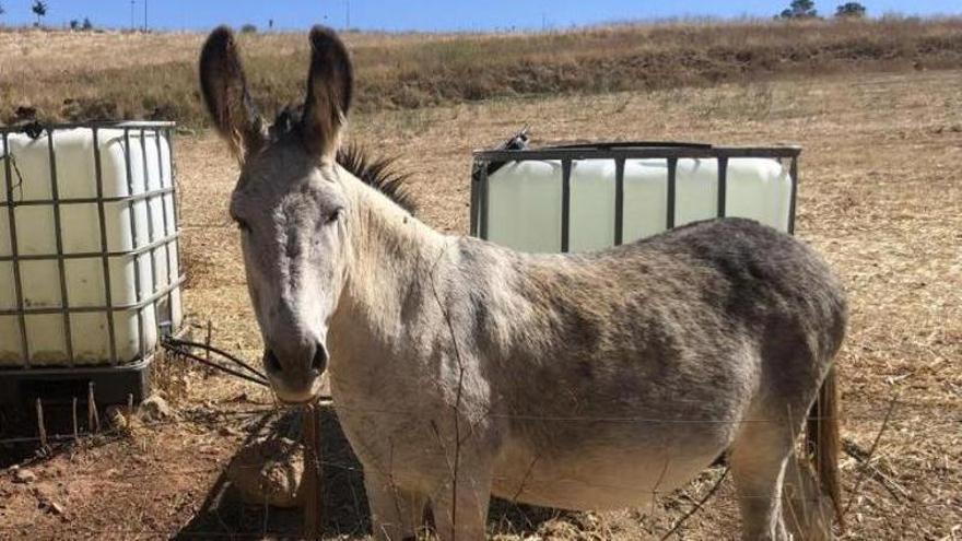 Buscan en la Ribera del Marco de Cáceres a Espinete, un burro desaparecido desde el domingo