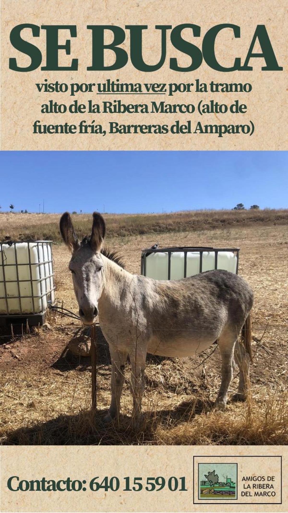 Espinete, el burro perdido en la Ribera del Marco.