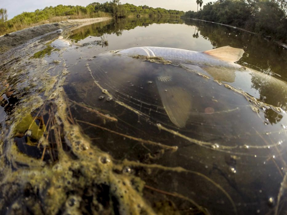 Peces muertos en el torrente de Son Bauló, en Can Picafort