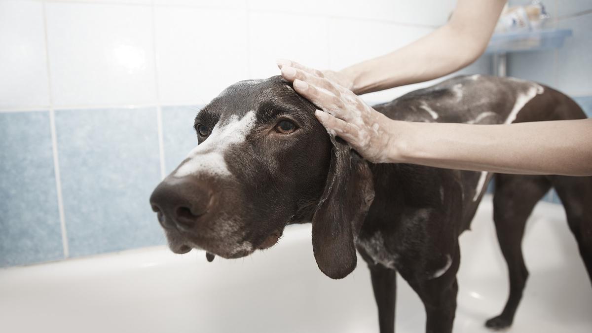Cuando un perro recibe un baño vive una explosión de energía