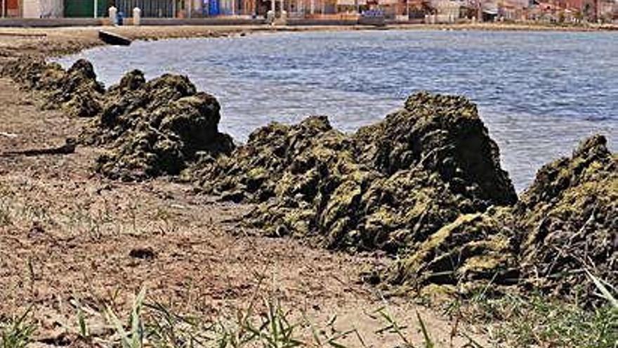 Acumulación de algas en la playa de Los Nietos este lunes.