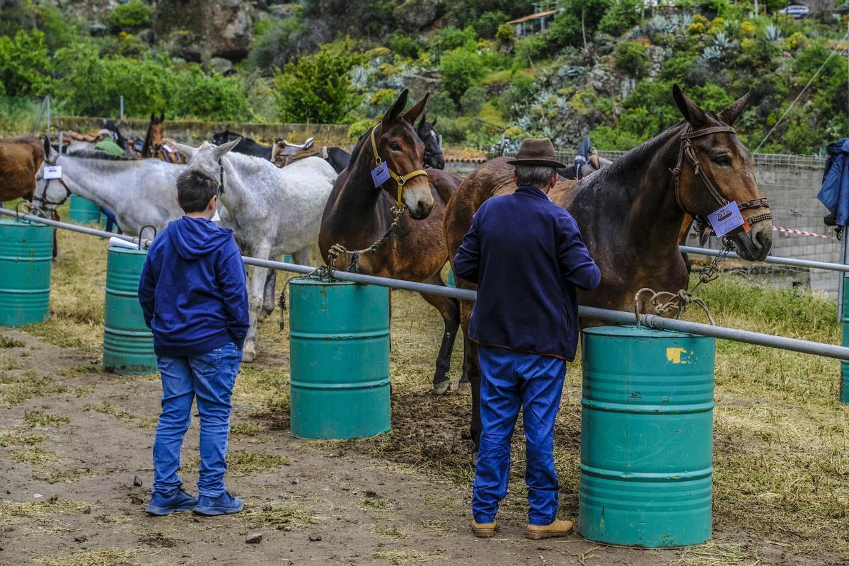 Feria de burros de La Culata de Tejeda 2025