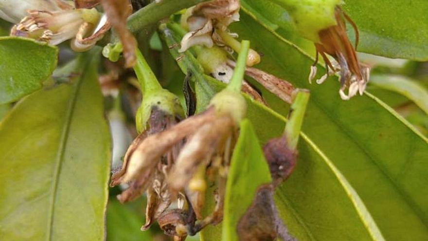 El exceso de lluvia reduce la cosecha  de naranja al pudrir la floración